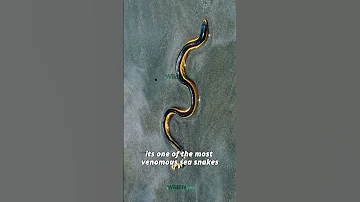 The Ocean's Hidden Deadly Wonder