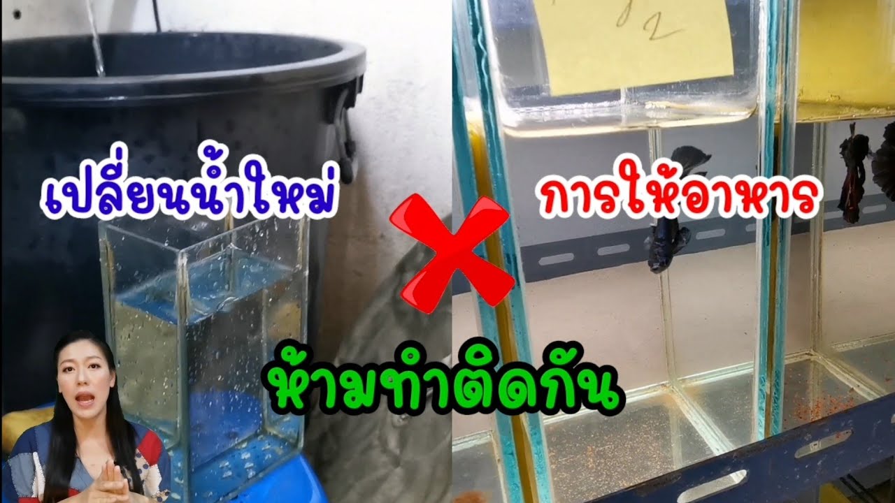 สาเหตุปลาน๊อคน้ำและปลาท้องบวม ข้อควรระวัง ของการให้อาหารและการเปลี่ยนน้ำใหม่ by Goldenbetta