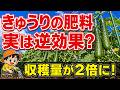 キュウリのつる、放置で99がつかない!夏まで穫れる整枝3つのコツ