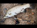 Săn chẽm 1x đập tự nhiên bằng combo giá rẻ | #hiepfishingtv
