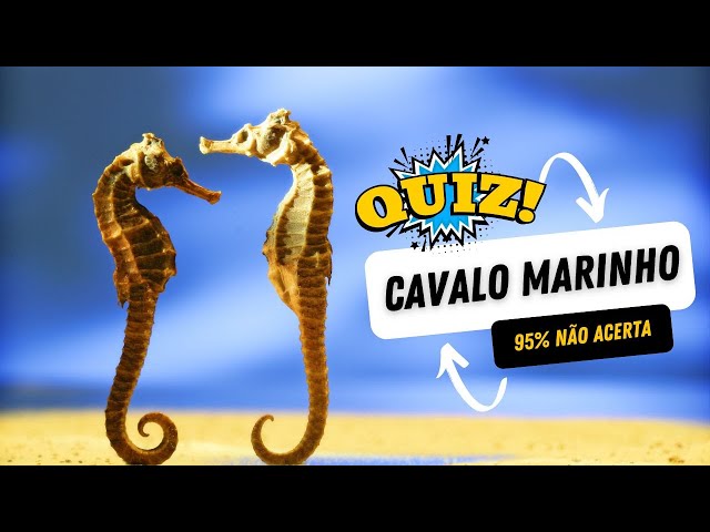 Que Bicho Que Deu!? #2 – Cavalo Marinho