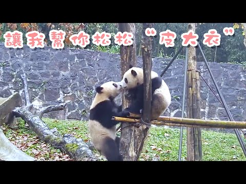 《熊貓早晚安》別跑！讓本熊幫你松松“皮大衣” | iPanda熊貓頻道