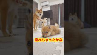 好奇心旺盛な子犬に癒されました❤#Shorts柴犬豆柴#多頭飼い#Shiba inu#mameshiba