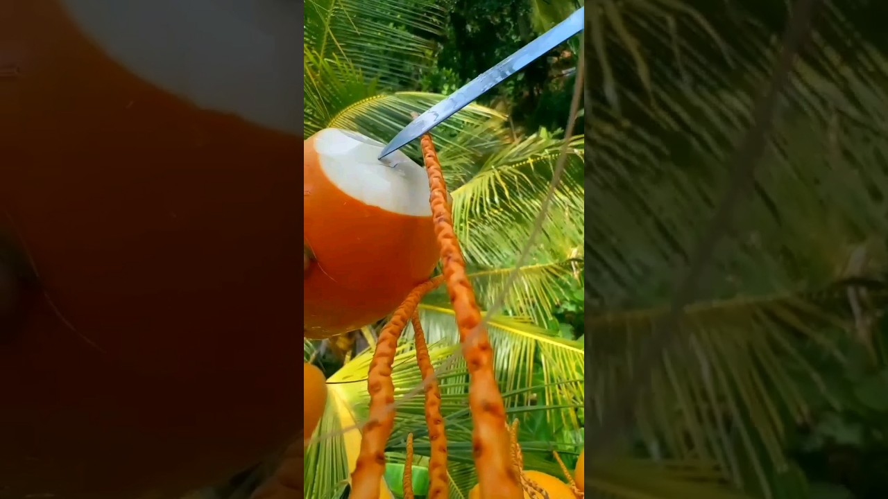 King coconut  Cutting from the top of the tree 😯 | 