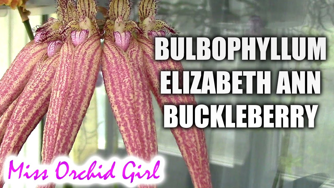 Bulbophyllum Elizabeth Ann Buckleberry - probably the most beautiful orchid in the world