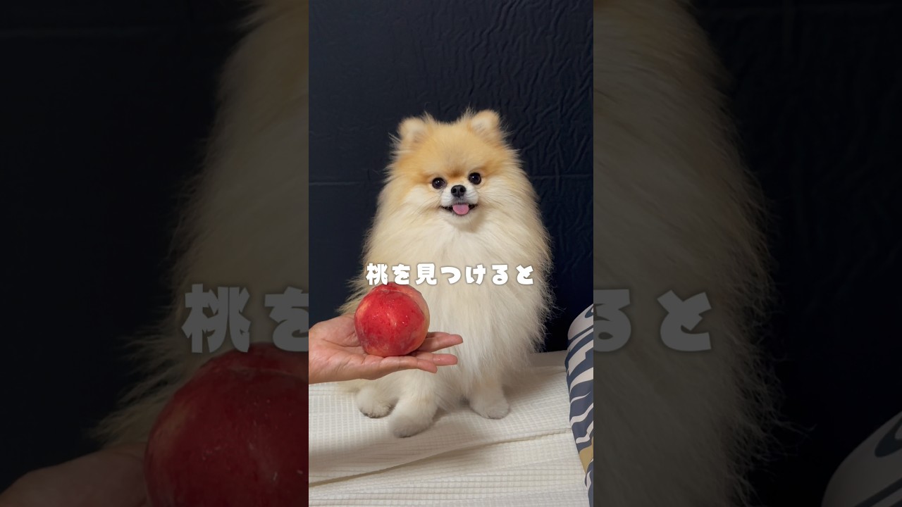 桃を見つけると #ポメラニアン #犬のいる生活 #犬 - YouTube
