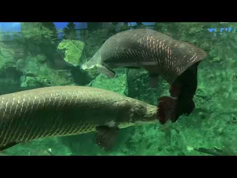 【鳥羽水族館】ピラルク