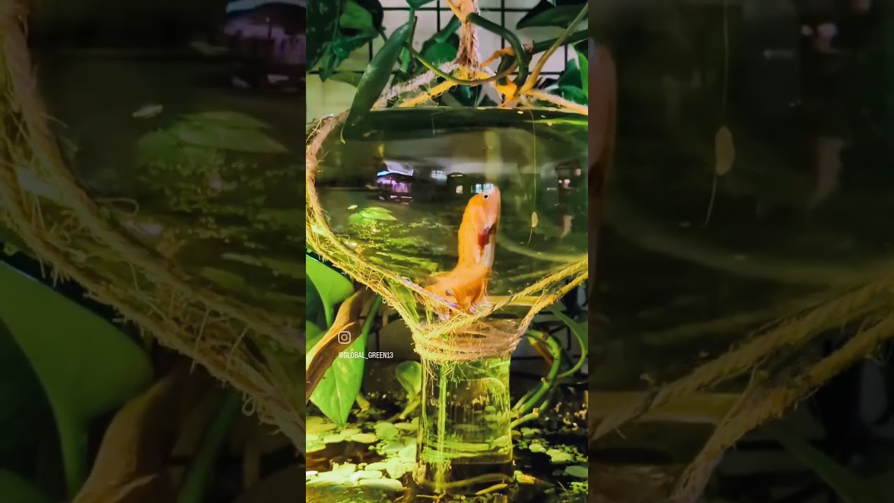 Entering the mother ship 