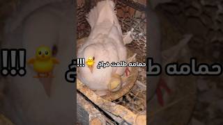 حطيت بيض فراخ تحت الحمامه واتصدمت           اكسبلور  نباتات               علوم الزراعه         سمعها