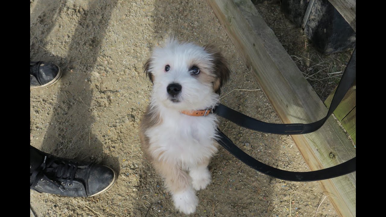 tibetan terrier breeder near me