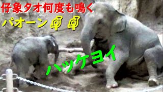 可愛く何度も鳴く仔象タオ♥相撲教わる ニャインがハッケヨイ【円山タオちゃん物語12】