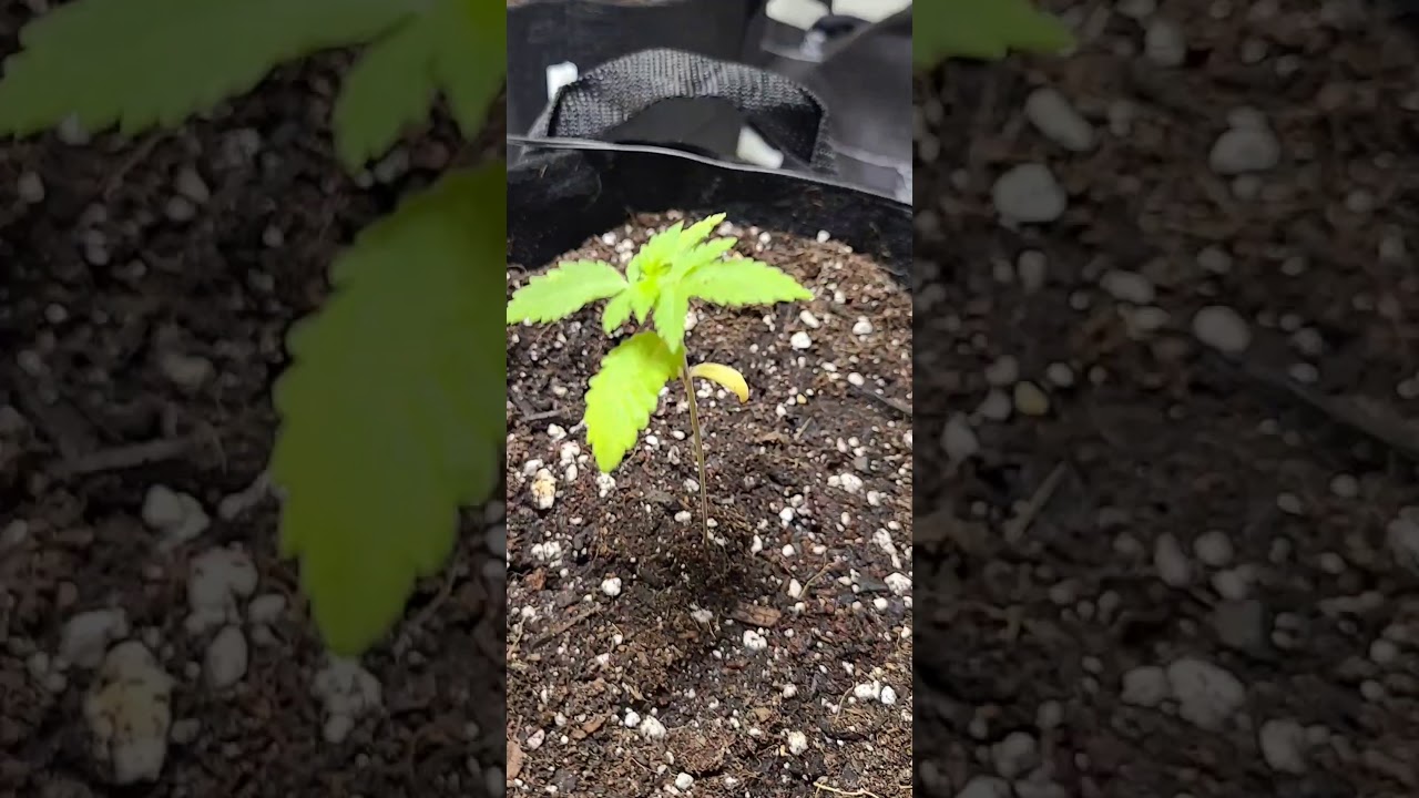 Mars Hydro Grow Journal+TS600+Fruity Pebbles and 2 Durban Poison in a 5x3x6 closet Week 2