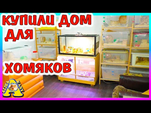 Где живут наши МОРСКИЕ СВИНКИ, ХОМЯКИ и КРЫСЫ / КУПИЛИ ДОМ  для ХОМЯКОВ /  Alisa Easy Pets