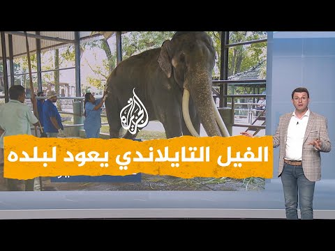 شبكات | فيل يسبب خلافا دبلوماسيا بين تايلاند وسريلانكا
