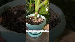 صفر تا صد نگهداری دیفن باخیا