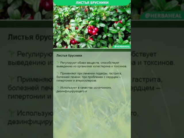 Лекарственные свойства листьев брусники