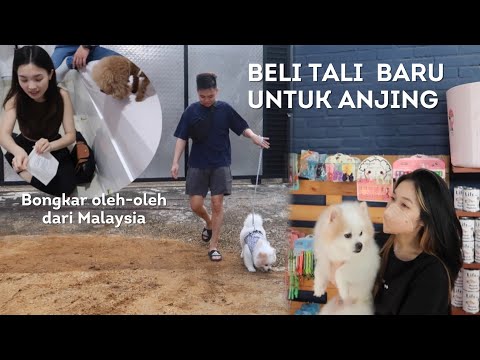 Bongkar Oleh-Oleh dari Malaysia | Bawa Anjing Jalan Sore di Perumahan - Daily Vlog