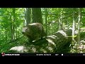 Critters at a log bridge: Trail cam videos