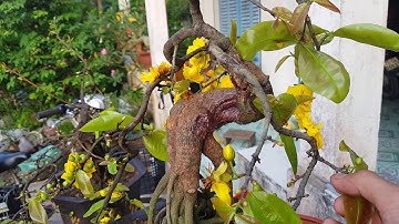 Mai Cúc Rồng Bay 🥰 21/11/19🥰 Chăm Mai Tháng 10 Âm Lịch