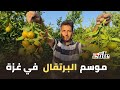 موسم قطف البرتقال إنتاج وفير وجودة مميزة 