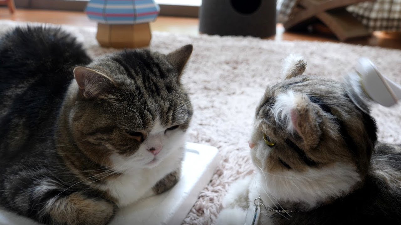 ブラッシングされなかったねこ Maru Was Not Brushed Youtube