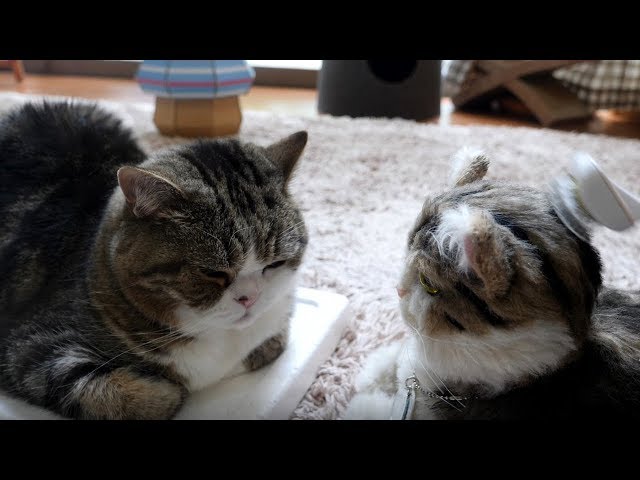 ブラッシングされなかったねこ。-Maru was not brushed.-