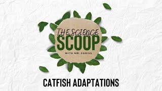 The Science Scoop with Mr. Fariss: Catfish Adaptations Adaptations Of A Catfish