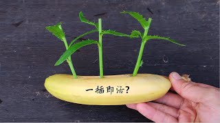 鮮切枝在香蕉肉里沾一沾，不易成活的植物也一插即活！是真的嗎？