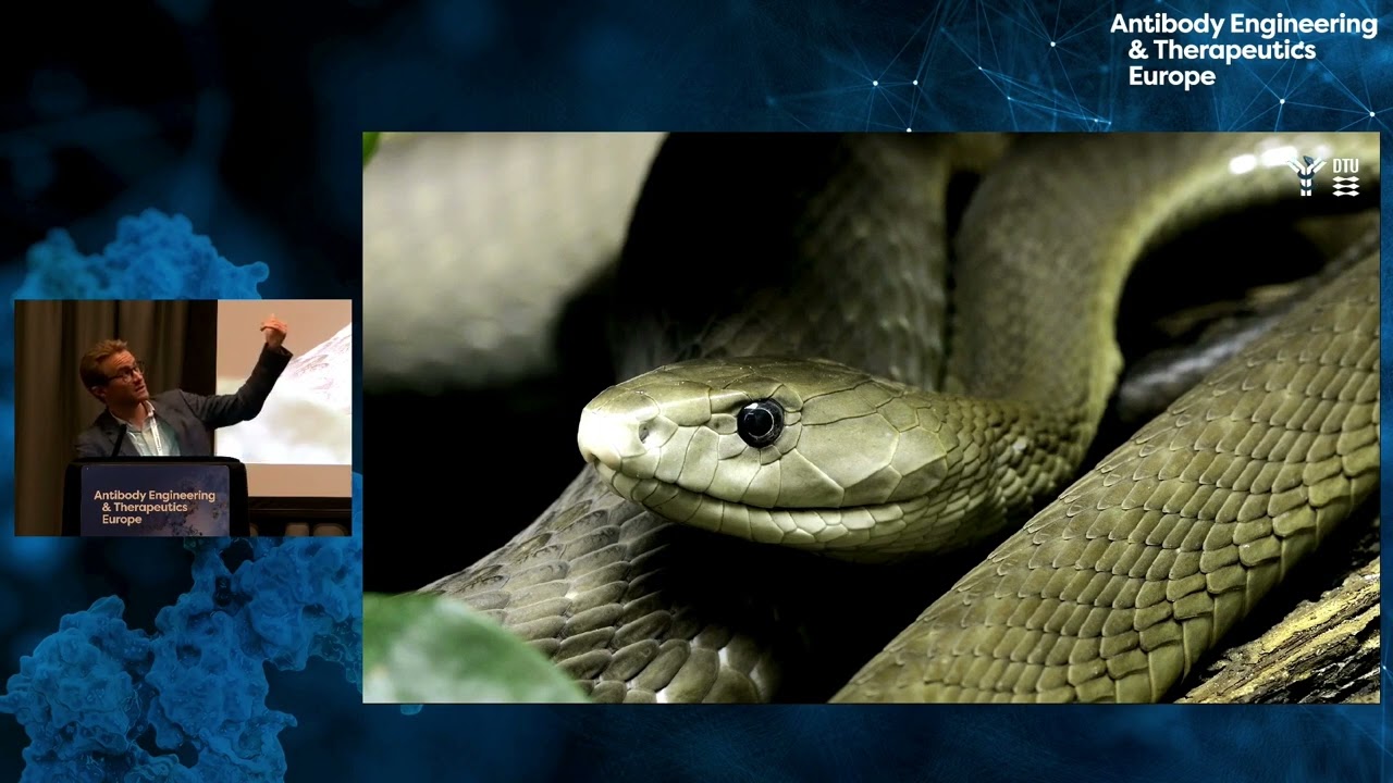 Recombinant antivenom based on oligoclonal broadly neutralizing antibodies