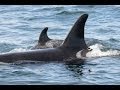 🐳 Killer Whales (Orca in the North Sea)