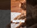 Cats having a derpy moment 😄 | Funny cats, dogs and animals ep28 #cat #funnycats #catvideos #shorts