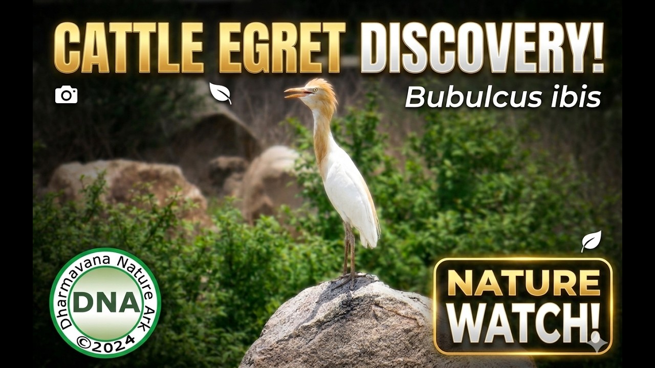 Bubulcus ibis | Samiti Konga - YouTube