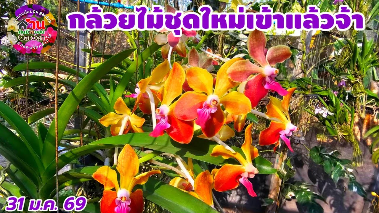 EP.804 กล้วยไม้สวยๆเข้าเพิ่ม กล้วยไม้ดอกหอม กล้วยไม้ออกดอกบ่อย #กล้วยไม้ #orchid 