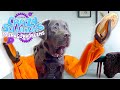 Robot Arms for Dogs Quiz