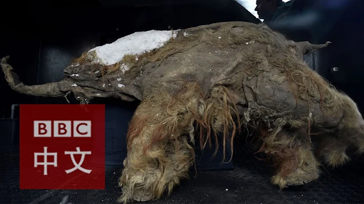 封冻近四万年Yuka猛犸象俄国展出 - 天天要闻