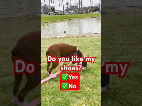 Do You Like