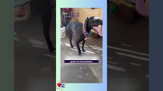 Cachorro Supera Obstáculos E Renova A Esperança!