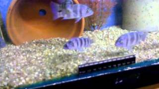 VID 20100917 183226