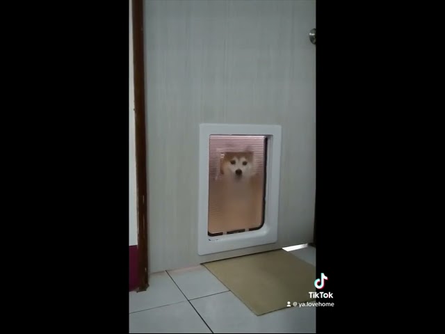 清品  (窗簾|鋼鋁門窗|客製化門窗|居家宅修) - 毛小孩 | 寶貝女兒 ✿ Luck   ✿Elly   "踏出樂活的第一步"  
水姑娘們 來了 !!
?專為汪汪喵喵設計的寵物活動門 
?提高汪汪喵喵進出的功能性,可自行外出活動、上廁所 
?趕緊為每一個給寶貝們 安裝屬於他們的秘密通道? 清品  (窗簾|鋼鋁門窗|客製化門窗|居家宅修) - 毛小孩 | 寶貝女兒 ✿ Luck   ✿Elly   "踏出樂活的第一步"  
水姑娘們 來了 !!
?專為汪汪喵喵設計的寵物活動門 
?提高汪汪喵喵進出的功能性,可自行外出活動、上廁所 
?趕緊為每一個給寶貝們 安裝屬於他們的秘密通道?