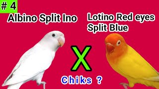 Albino Split Ino X Lotino Red Eyes Split Blue#birdspairing