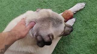 Kyle the Kangal making sure Mika does not take his chew toy. #kangal by Kangal Whisperer Mike 1,252 views 11 months ago 2 minutes