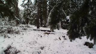 2 loups sur la neige de jour / 2 wolves  (Alpes, France)  novembre 2019