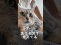 病院って気づいた瞬間の顔がこちら #猫 #猫動画 #病院 #あるある #cat