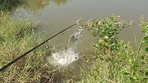 Khai cần đầu Xuân lên Cá Chẽm Hugo, ăn Tết lớn.