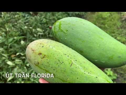 Video: Bây giờ trái cây đang trong mùa ở Florida?