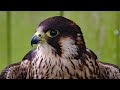 Peregrine Falcon Sounds Peregrine Falcon Sound Effects Peregrine Falcon Calls Falcon Noises 