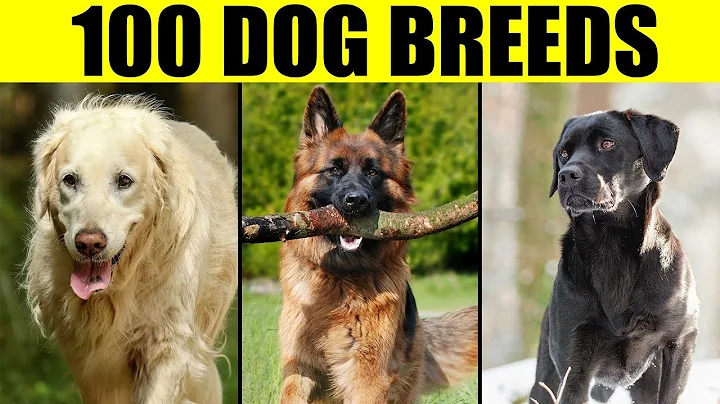 Dog Breeds - List of 100 Most Popular Dog Breeds in the World - DayDayNews