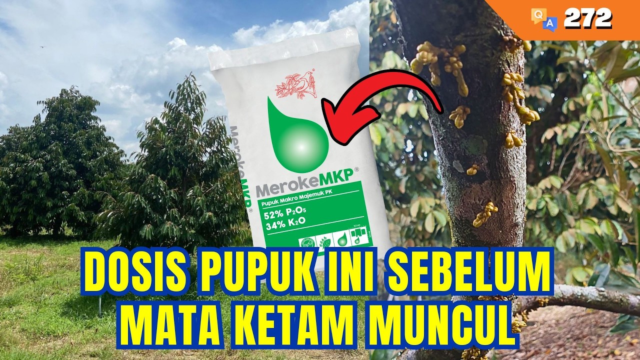 Satu Bulan Sebelum Mata Ketam Muncul, Aplikasikan Dosis MerokeMKP Ini! | Q&A #272