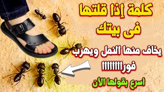 كلمة إذا قلتها فى المنزل يخاف منها النمل ويهرب فوراا⁉اسئلة دينية من القرآن الكريم ⁉عالم الالغاز