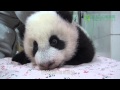 圓仔小跟班 Baby Giant Panda Followed The Zookeeper